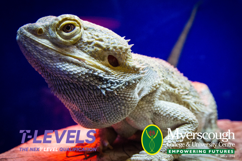 A lizard on a blue background

AI-generated content may be incorrect.