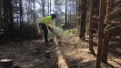 Image for news article: Forest Crafts Person Apprenticeship Online Webinar
