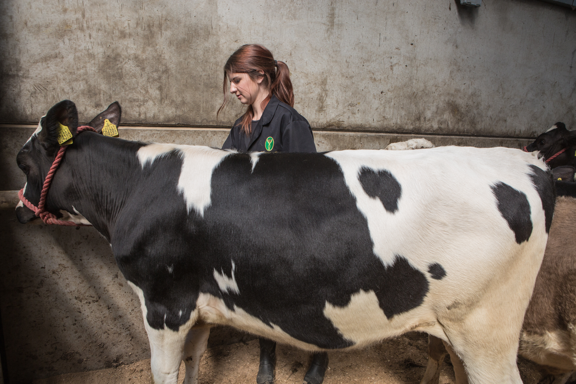 Student inspecting cattle