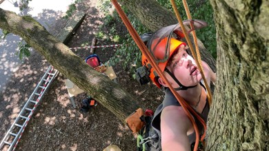 Image for news article: Tree climbing competition - results