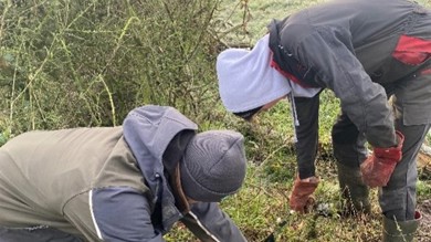 Image for news article: Agriculture students learn the art of hedgelaying