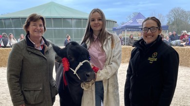 Image for news article: Agriculture students present a moo-vellous Christmas Calf Show