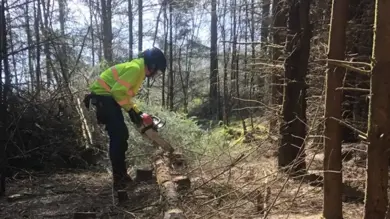 Image for news article: Myerscough's arboriculture programmes in the spotlight on International Day of Forests