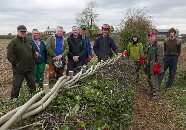 HEDGELAYING.jpeg