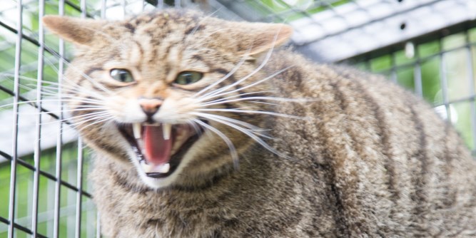 Scottish Wildcats at Myerscough College