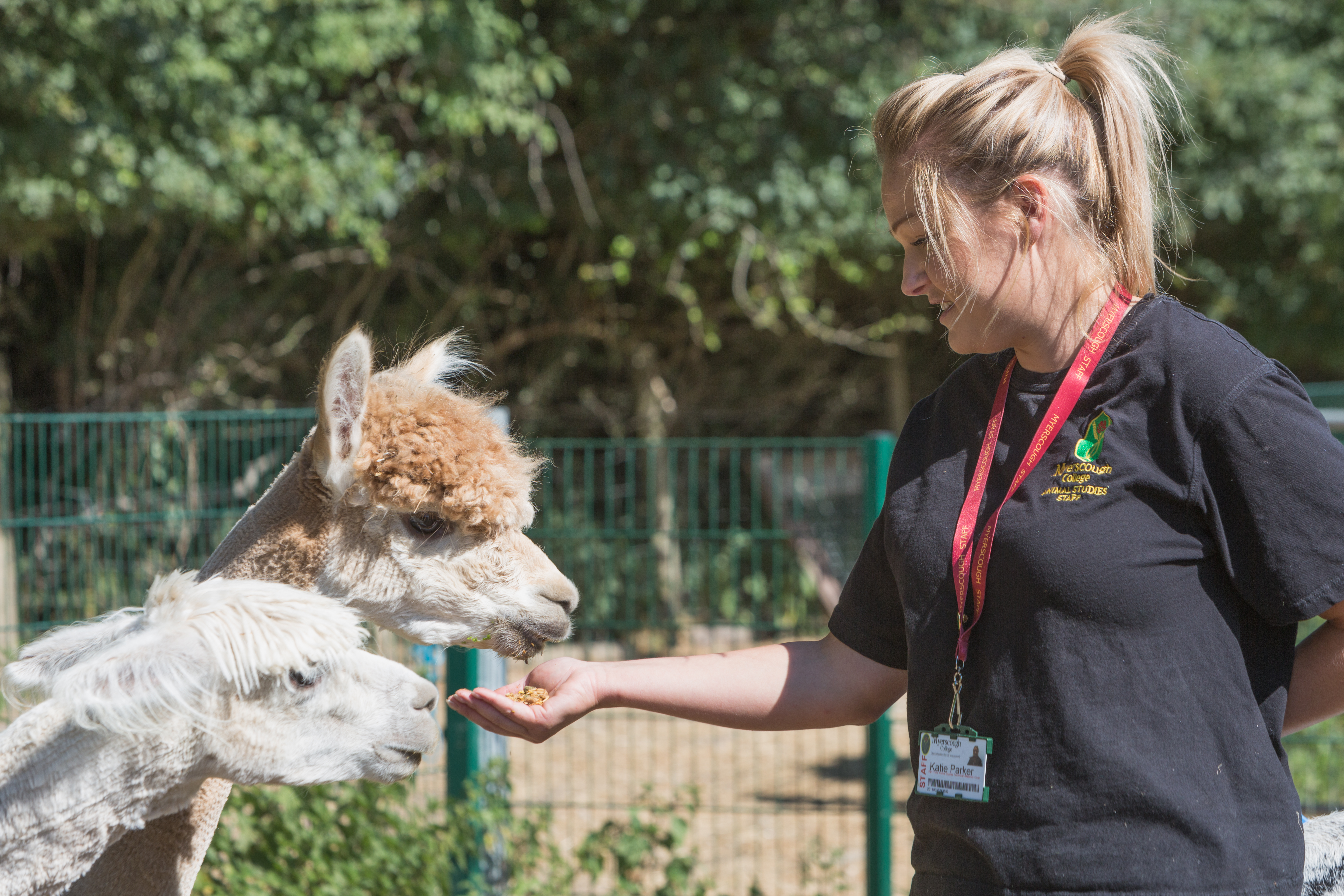 llama-animal-studies.jpg