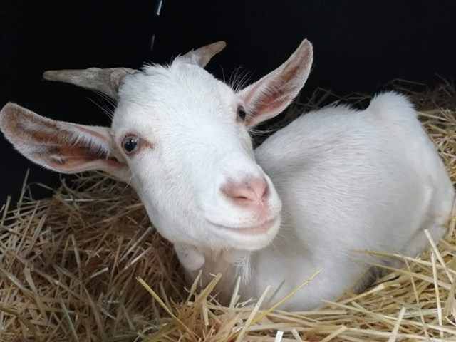 Nov 19 Goat 3
