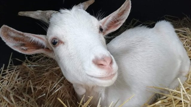 Nov 19 Goat 3