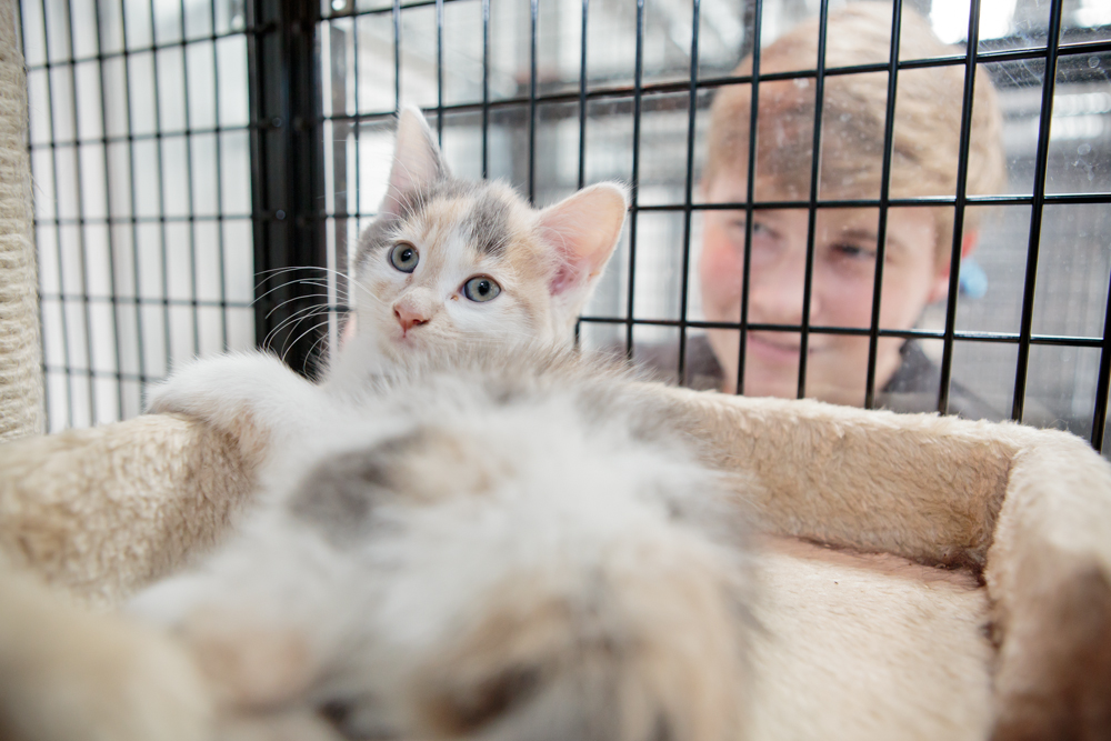 Myerscough College Animals Studies student checks on a kitten in a cage