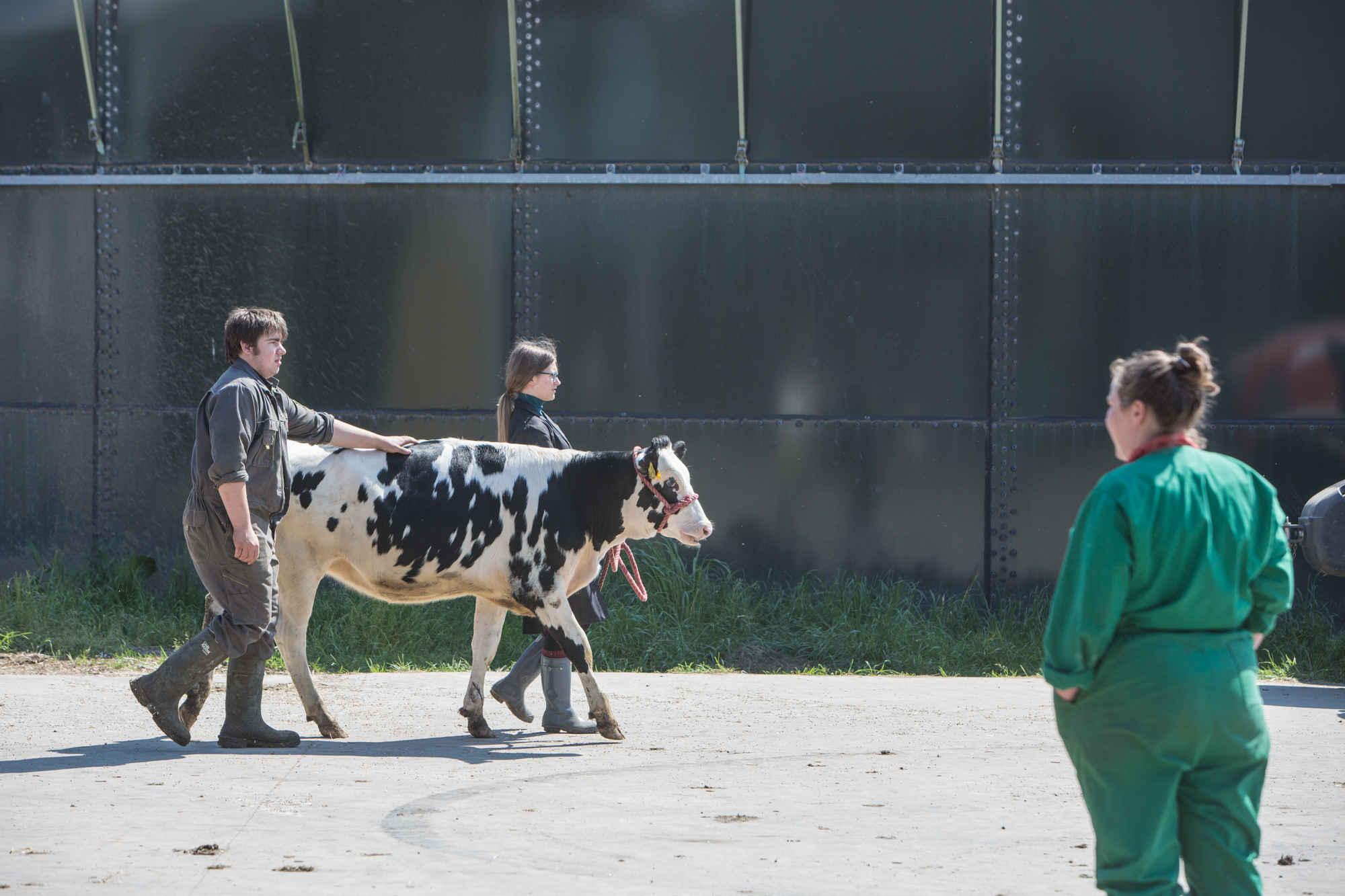 Two Myerscough College learners with a cow