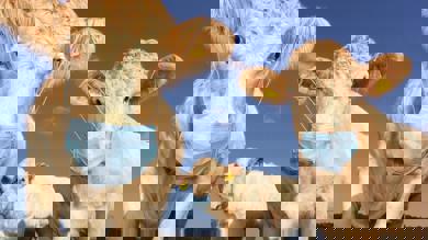 Image for news article: Myerscough prepares to welcome back students