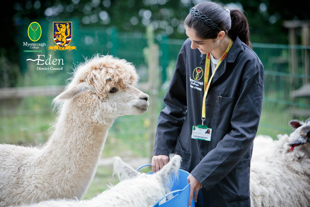 Myerscough College Animal Management student feeding an alpaca