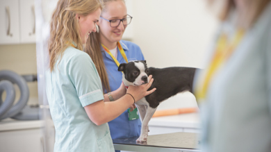 Image for news article: Myerscough partners with UCLan to create prestigious Veterinary School