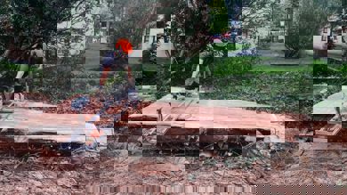 Image for news article: Arb students see benefits of tree trunk eco scheme