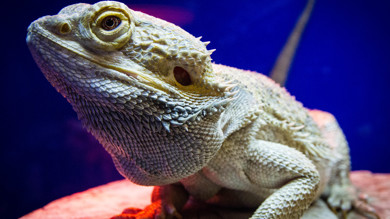 Image for news article: Inaugural animal studies T-Level learners achieve 100% pass rate