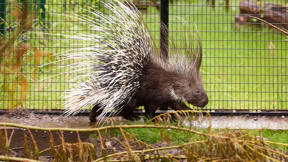 Image for news article: Animal Studies