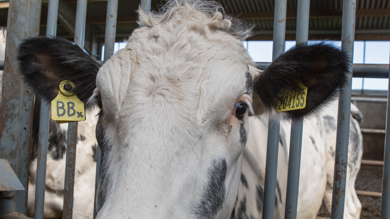 Image for news article: Borderway Agri Expo
