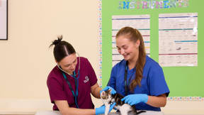 Image for news article: Veterinary Nursing