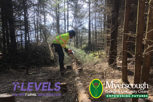 A person cutting a tree trunk in the woods

AI-generated content may be incorrect.