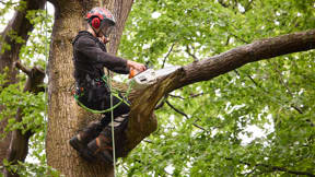 Image for news article: Arboriculture (Trees & Woodland)