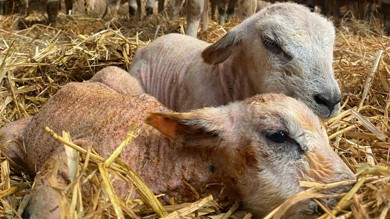 Image for news article: Have you herd? Myerscough’s Lambing Weekend is returning!
