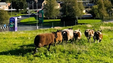 Image for news article: Myerscough College sheep return to Flower Bowl grass roof